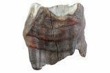 Fossil Woolly Rhino (Coelodonta) Tooth - Siberia #370957-1